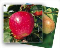 Liste 2007 variet fruttiferi, L'Informatore Agrario