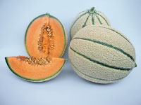 Melone - L'Informatore Agrario