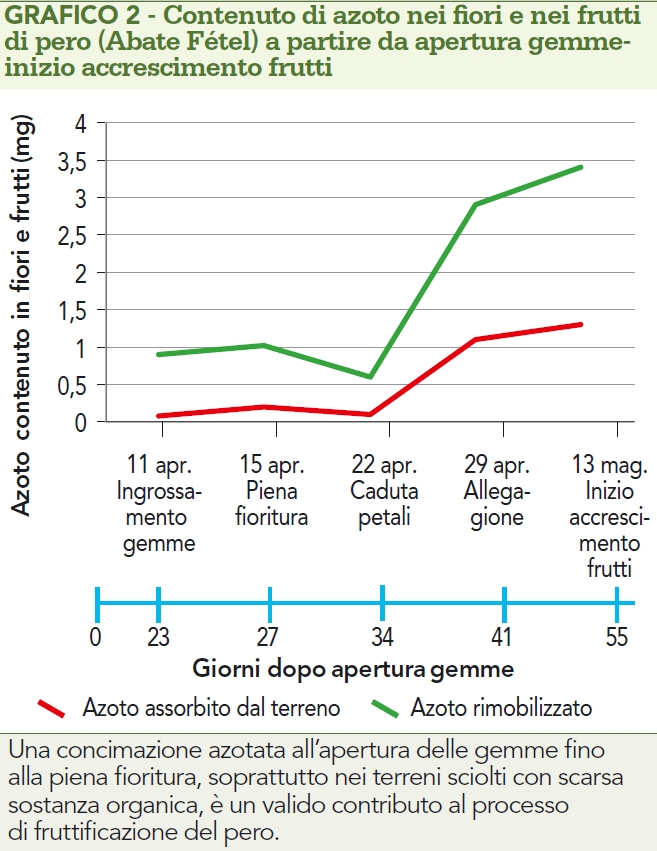 Azoto nei fiori e nei frutti di pero