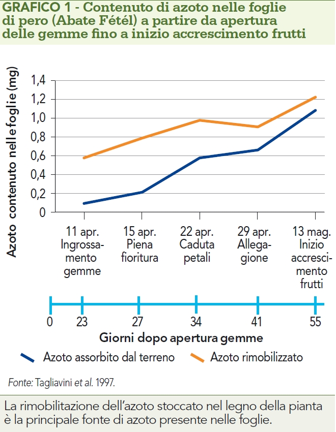 Azoto nelle foglie di pero