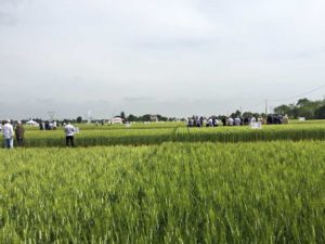 Campo sperimentale Sis a San Lazzaro di Savena (Bologna)