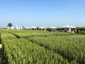 «Giornata del grano 2018» organizzata a Coccolia (RA) presso l’azienda «Gallignani» dal Consorzio agrario di Ravenna