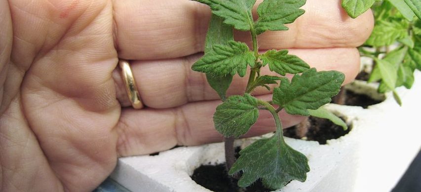 Filatura pomodoro