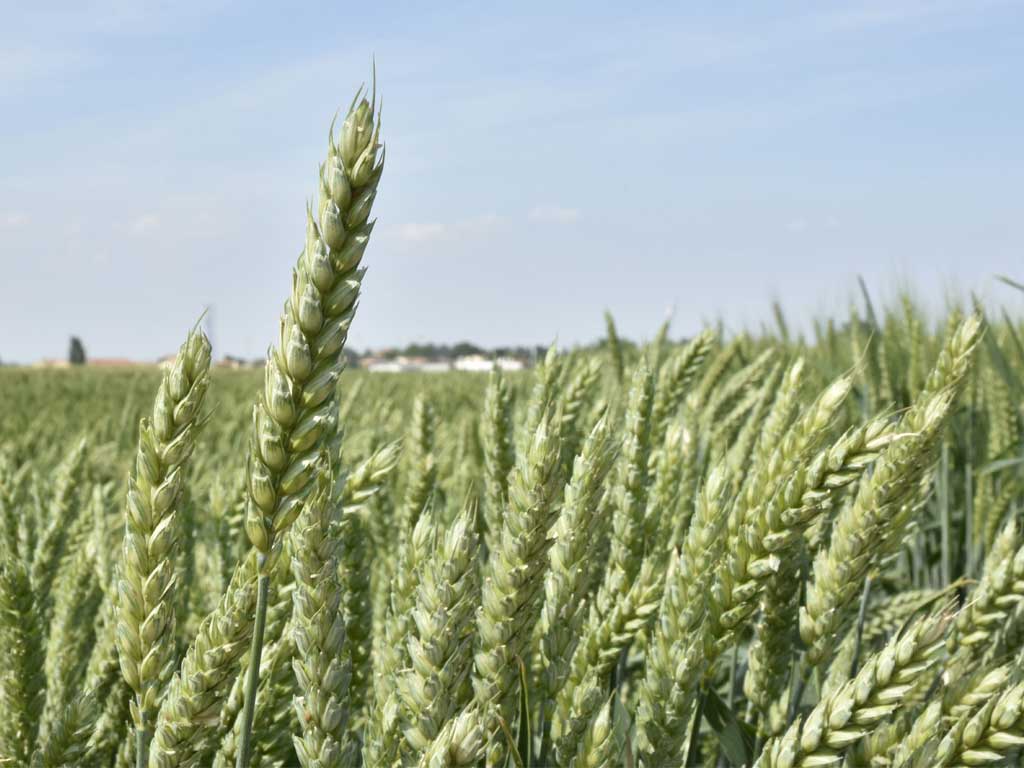 Grano tenero