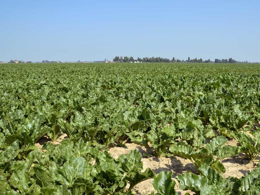 Campo di barbabietole da zucchero