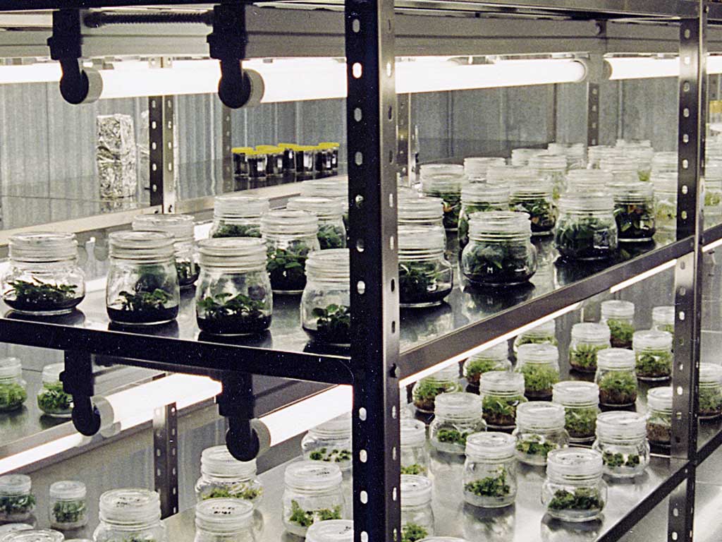 piante in laboratorio di miglioramento genetico