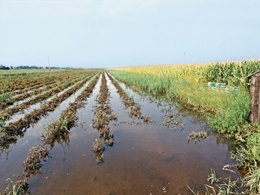 campo di pomodoro allagato