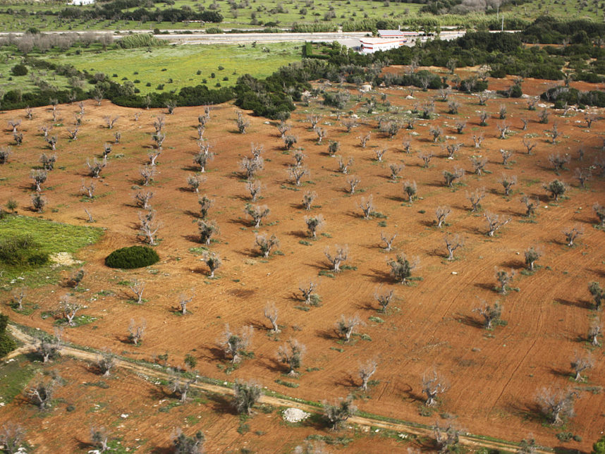 olivi colpiti da xylella