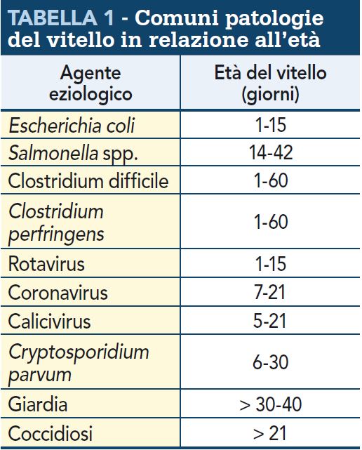 patologie vitelli