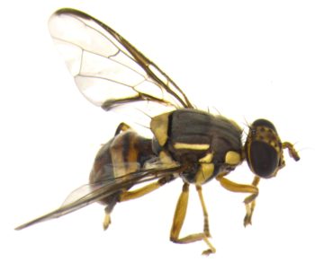 mosca orientale della frutta