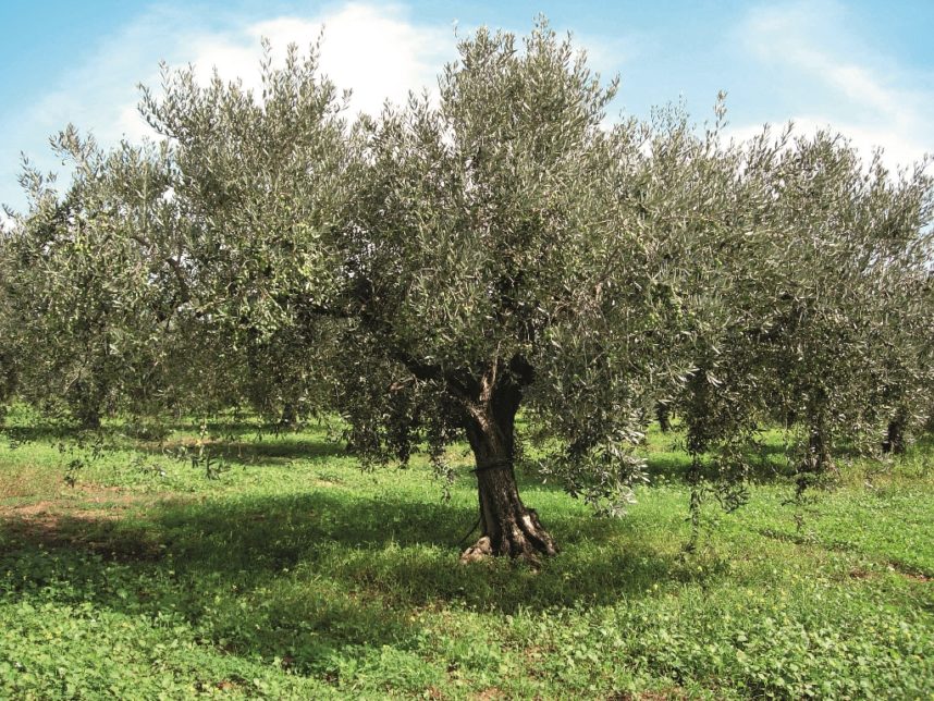 oliveto