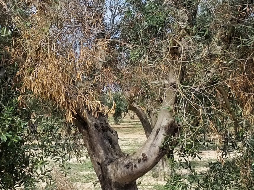 olivo con xylella