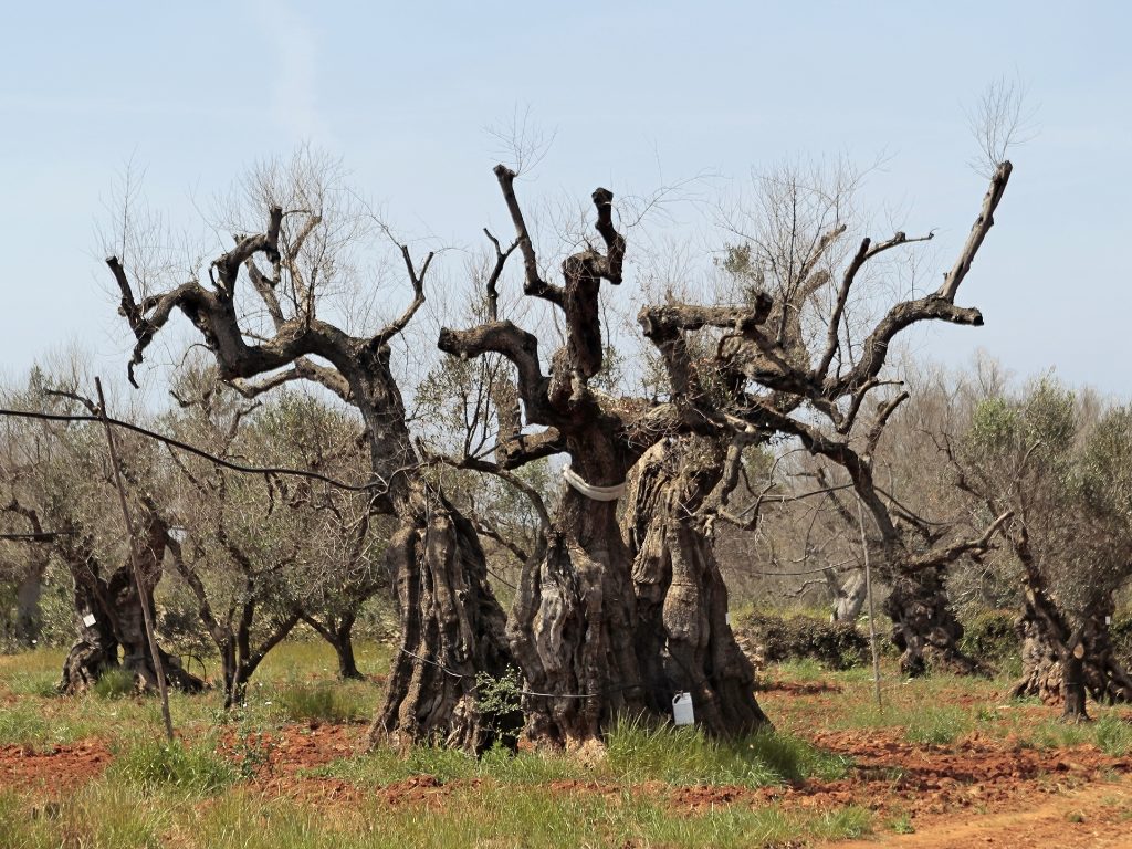 olivo xylella