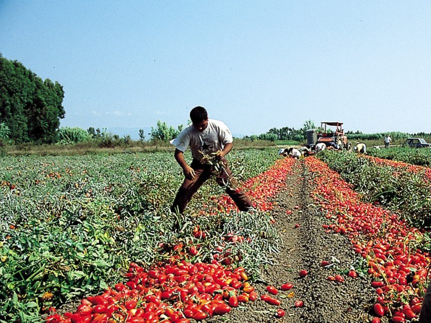 operaio raccolta pomodoro