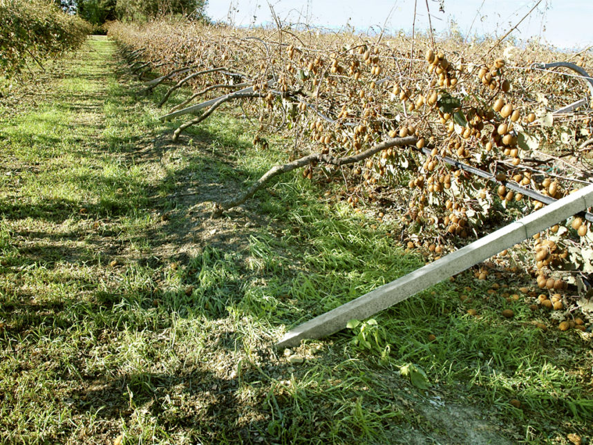 actinidia danni da vento
