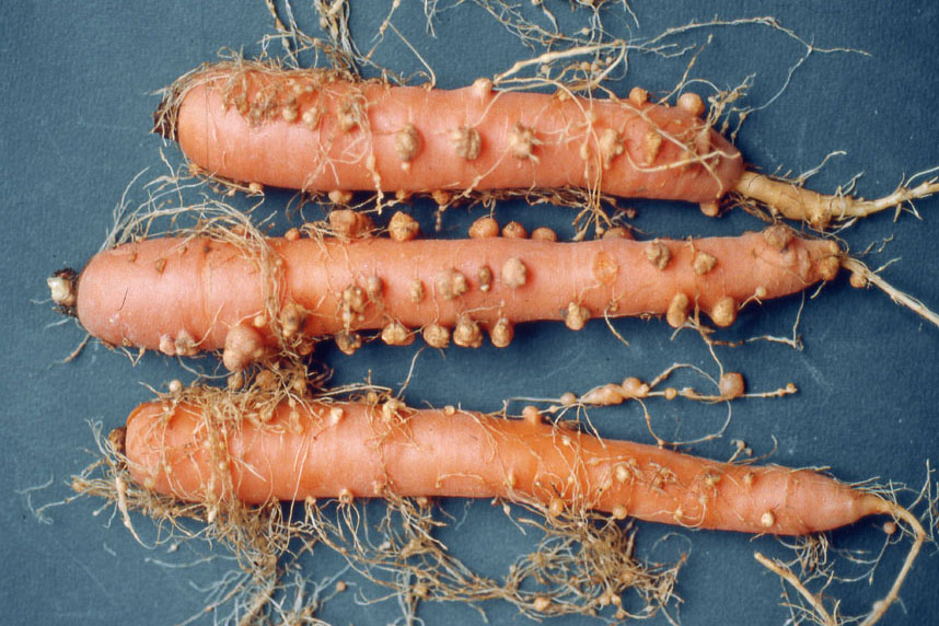 Nematodi galligeni danni su carota