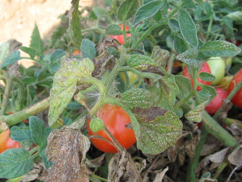 danni da ragnetto rosso su pomodoro da industria