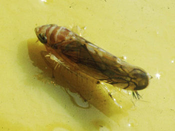 Scaphoideus titanus