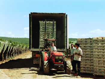 camion di uva da tavola