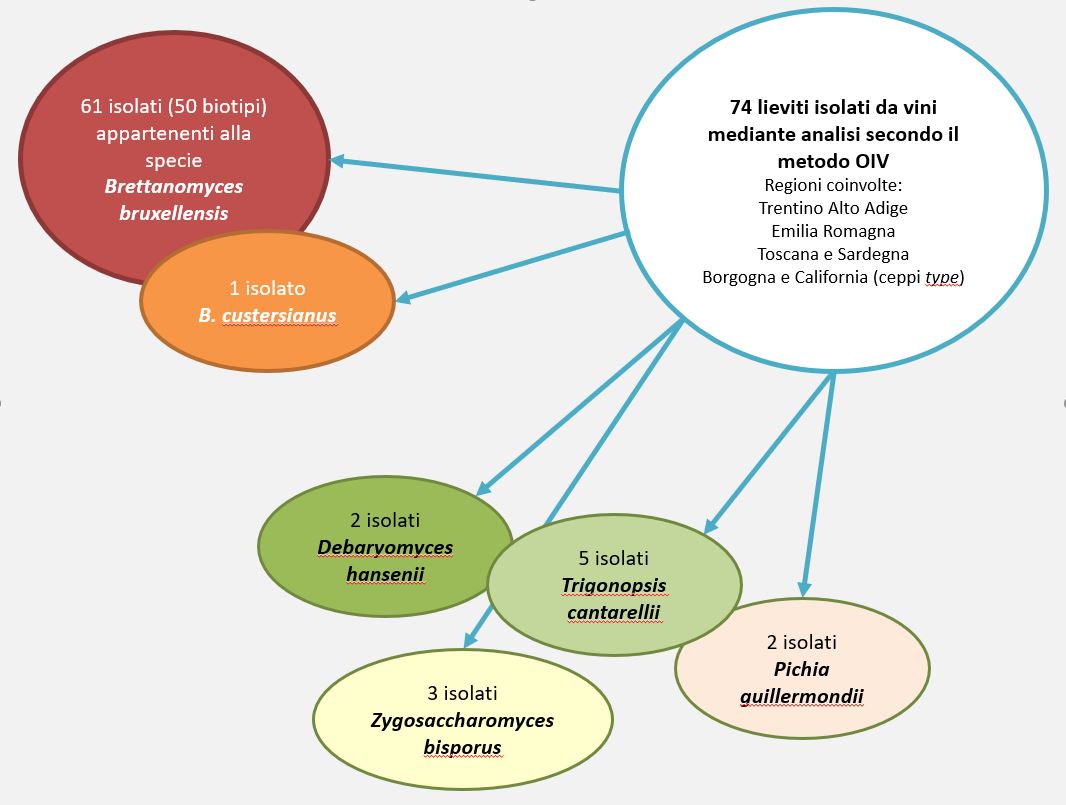 ceppi di brettanomyces