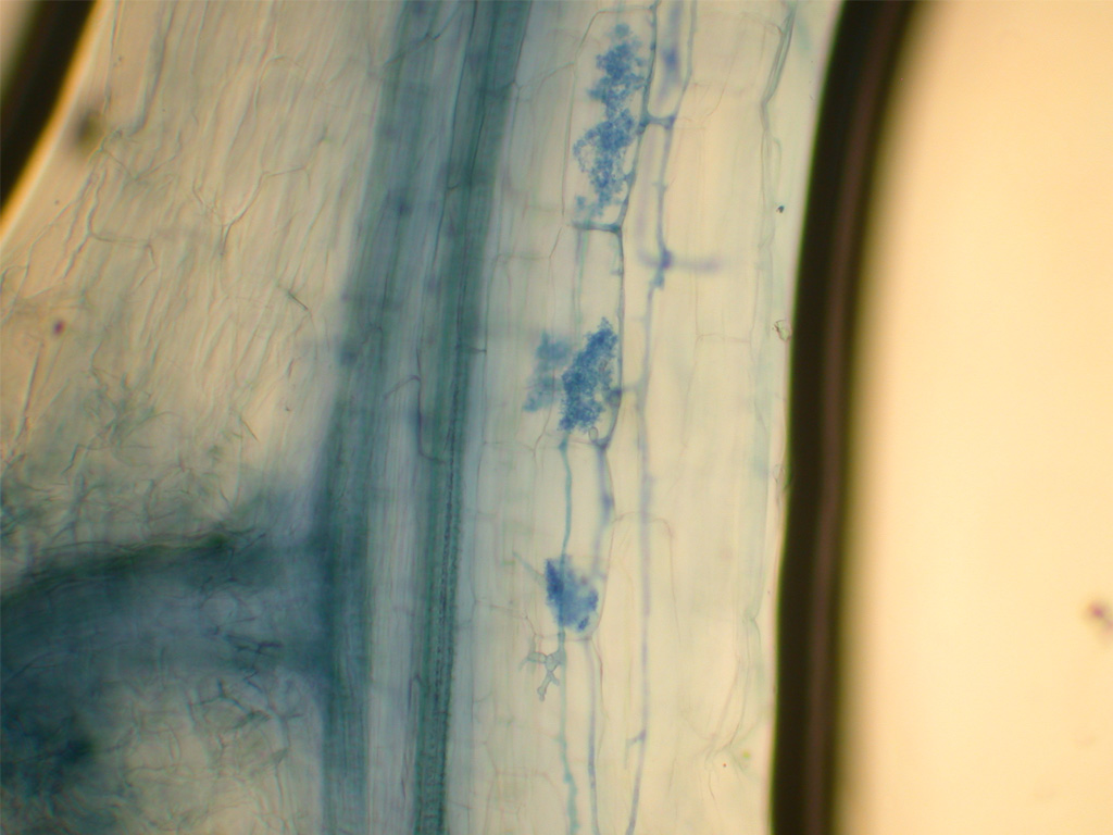 Radice con ife intercellulari e arbuscoli di Rhizophagus irregularis