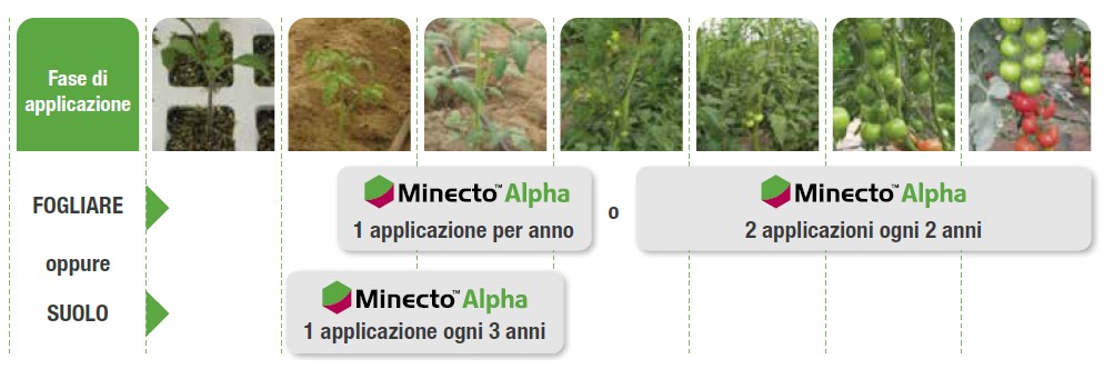 Minecto Alpha - controllo solanacee