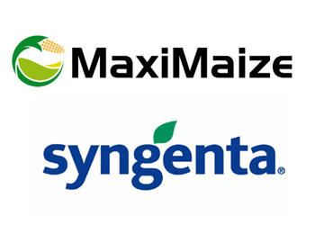 MaxiMaize Syngenta