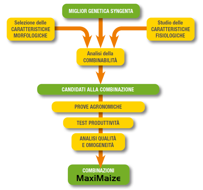 MaxiMaize figura