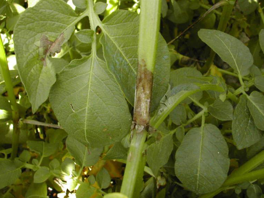 peronospora su patata