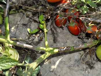 peronospora su pomodoro 2