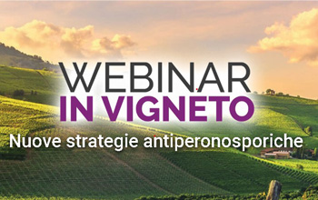 webinar in vigneto