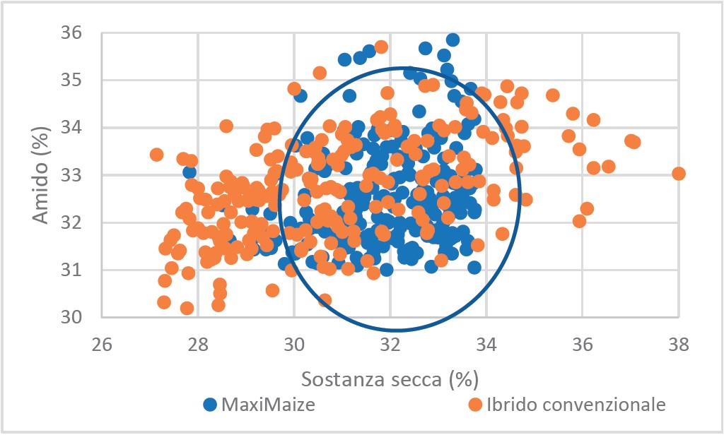 MaxiMaize - confronti qualitativi con ibridi convenzionali