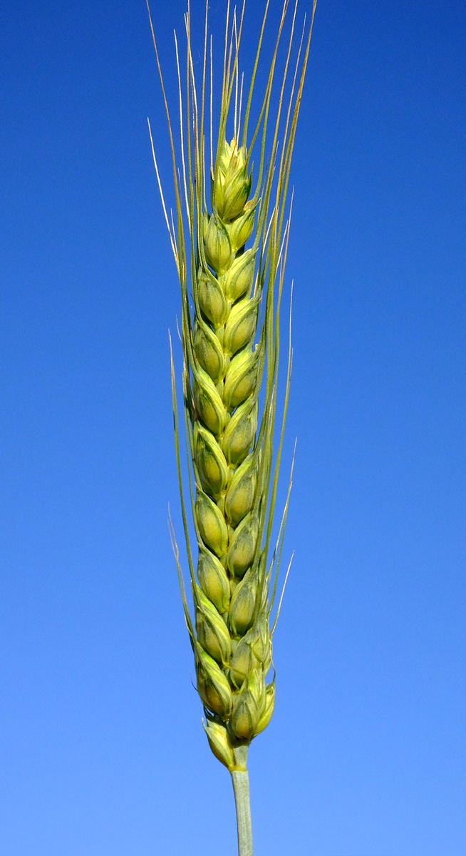 Axum Apsov Grano tenero di forza