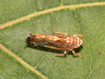 Scaphoideus titanus