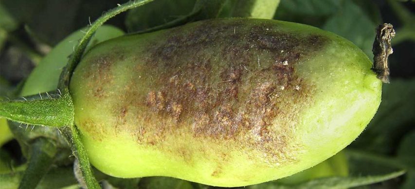 Gravi sintomi di peronospora su buccia di pomodoro