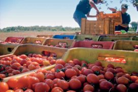 Pomodoro da industria