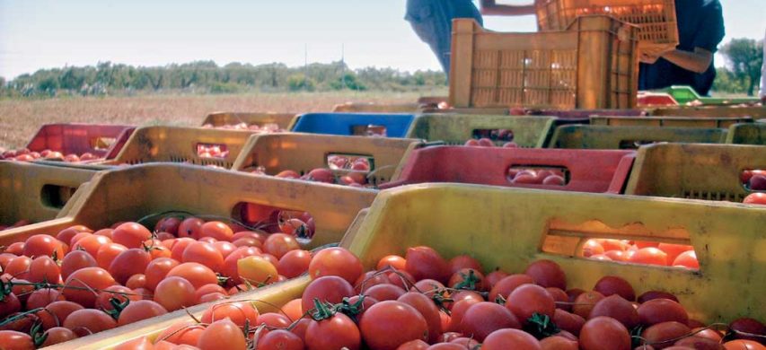 Pomodoro da industria