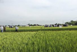 Campo sperimentale Sis a San Lazzaro di Savena (Bologna)