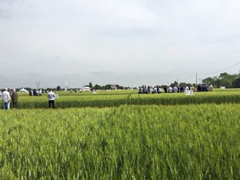 Campo sperimentale Sis a San Lazzaro di Savena (Bologna)