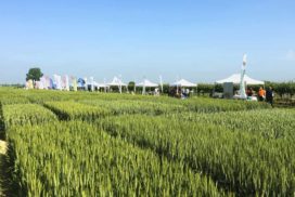 «Giornata del grano 2018» organizzata a Coccolia (RA) presso l’azienda «Gallignani» dal Consorzio agrario di Ravenna