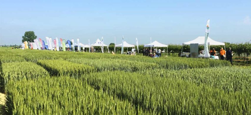 «Giornata del grano 2018» organizzata a Coccolia (RA) presso l’azienda «Gallignani» dal Consorzio agrario di Ravenna