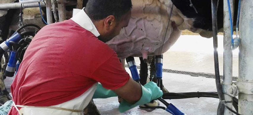 mungitura di una vacca da latte