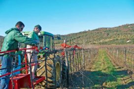 Operai al lavoro per potatura del vigneto