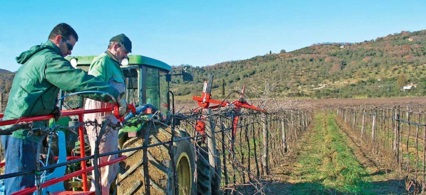 Operai al lavoro per potatura del vigneto