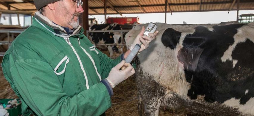 antibiotici per uso veterinario