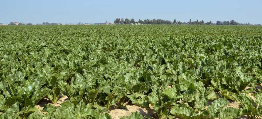 Campo di barbabietole da zucchero