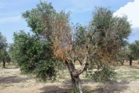 Olivo colpito da xylella