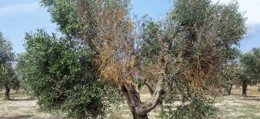 Olivo colpito da xylella