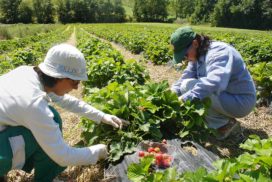 raccolta delle fragole