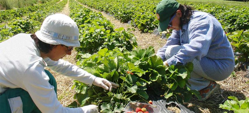 raccolta delle fragole